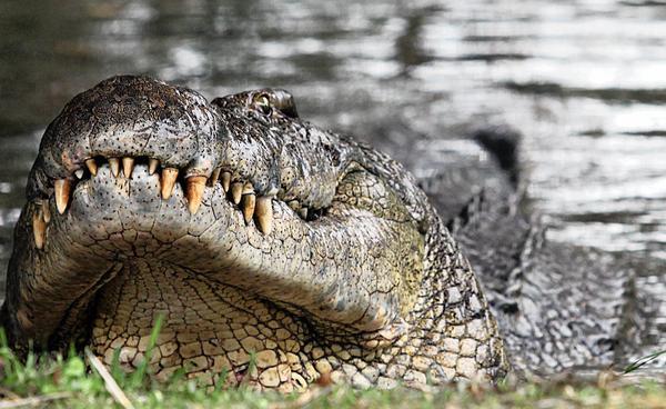 A crocodile on display at Crocworld in Scottburgh, near the Anchored Inn